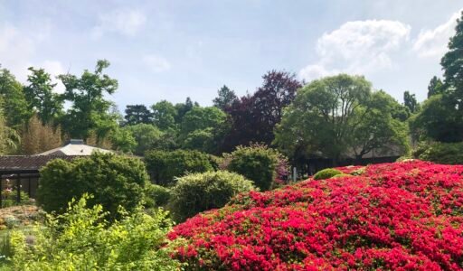 Parc Floral de Paris photo : A. Gosk-Zaleska